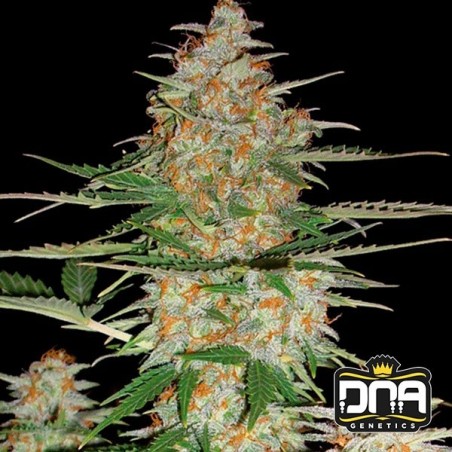Planta de maconha