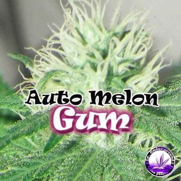 View Planta de maconha