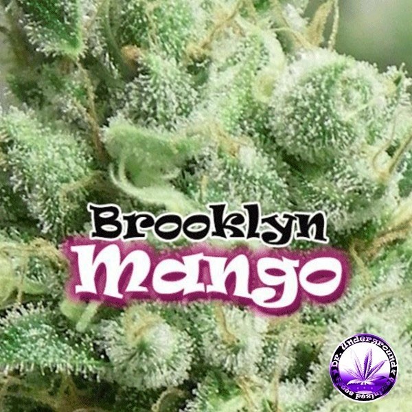 View Planta de maconha
