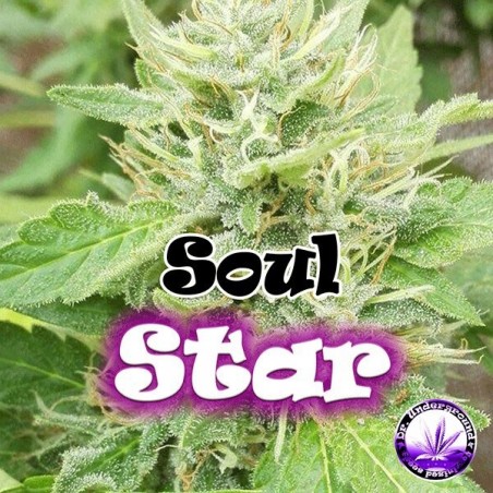 Planta de maconha
