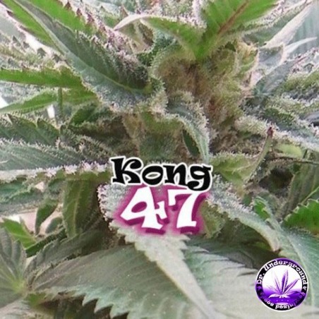 Planta de maconha