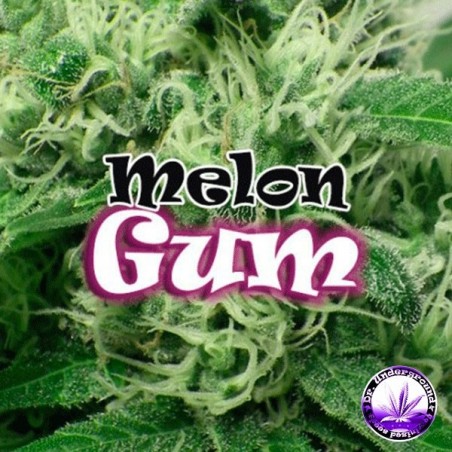 Planta de maconha