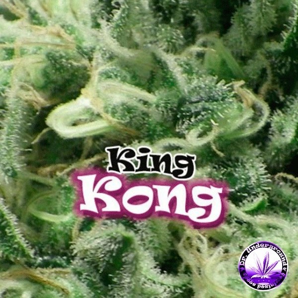 View Planta de maconha