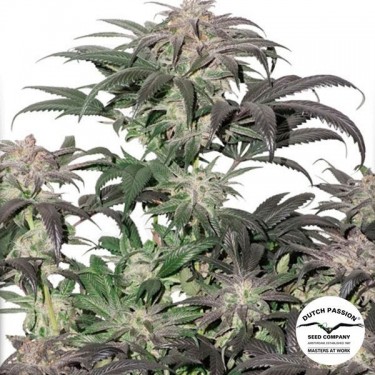 Bubba Ilha Kush planta de maconha