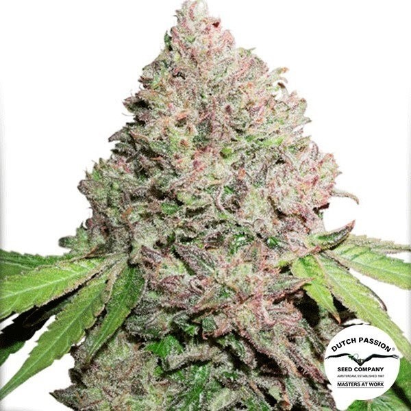 View CBD Charlotte's Angel marijuana planta
