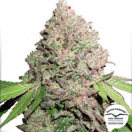 CBD Charlotte's Angel marijuana planta