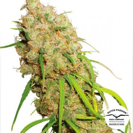 Planta de maconha