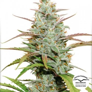Planta de maconha
