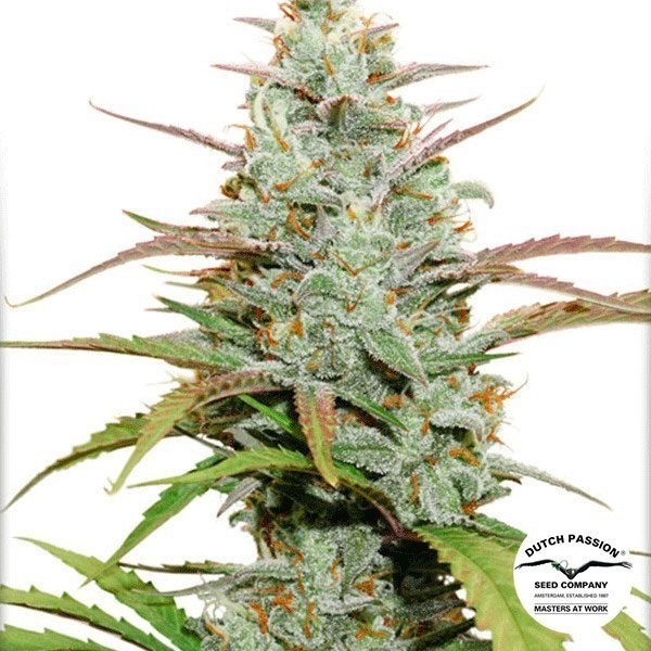 View Planta de maconha