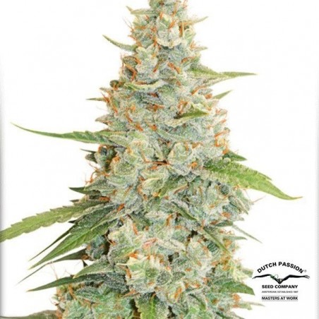 Planta de maconha