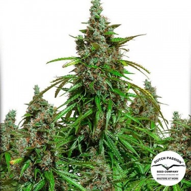 Planta de maconha