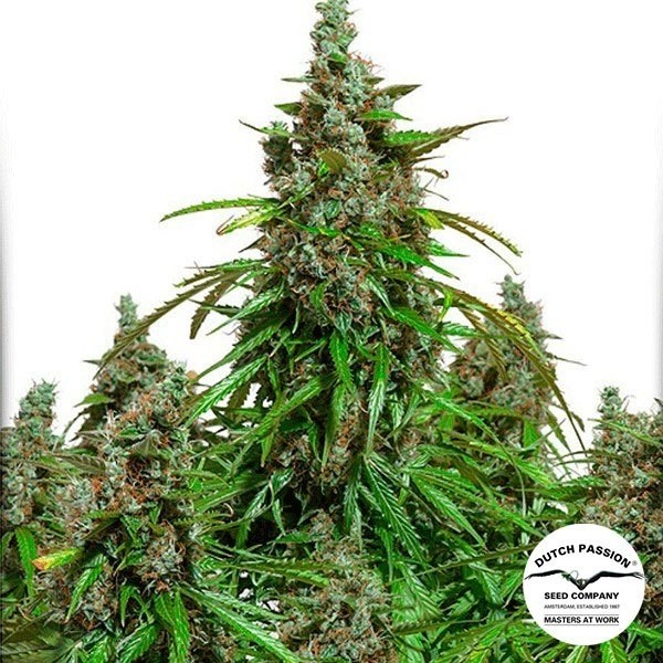 View Planta de maconha