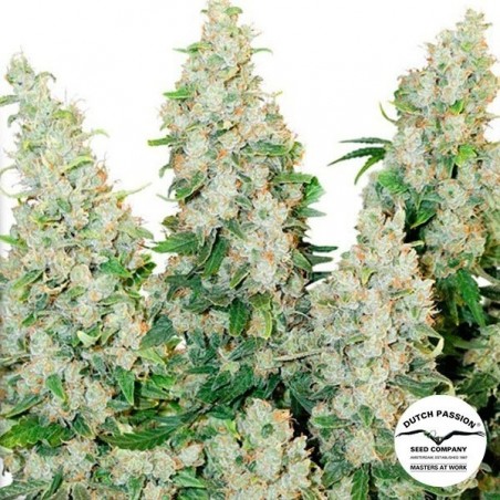Planta de maconha