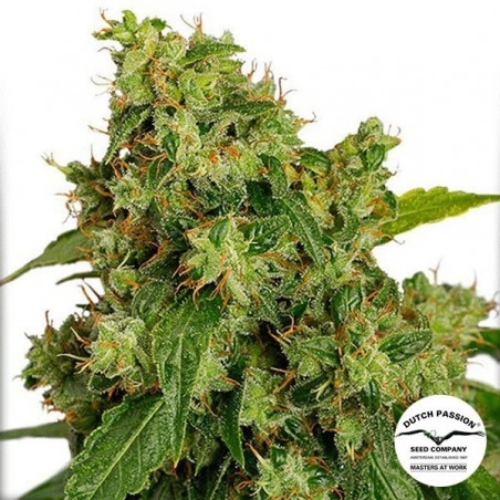 Planta de maconha