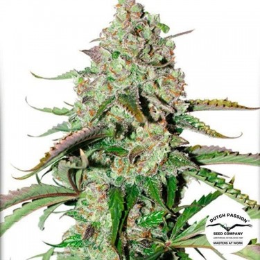 Planta de maconha