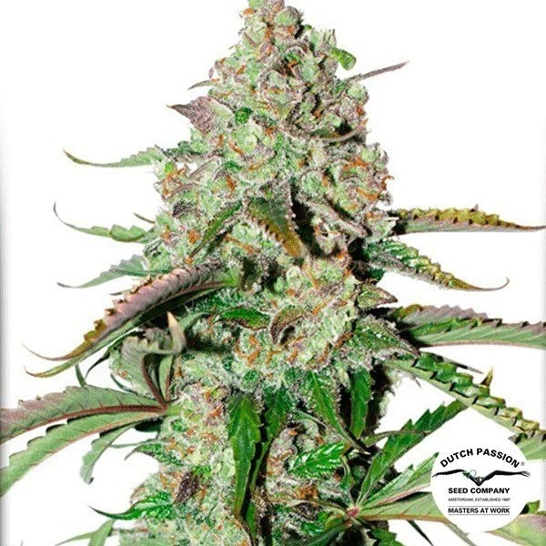 View Planta de maconha