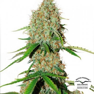 Planta de maconha