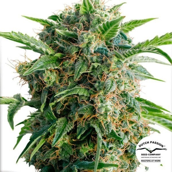 View Planta de maconha