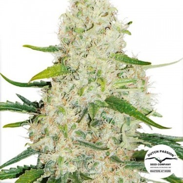Planta de maconha