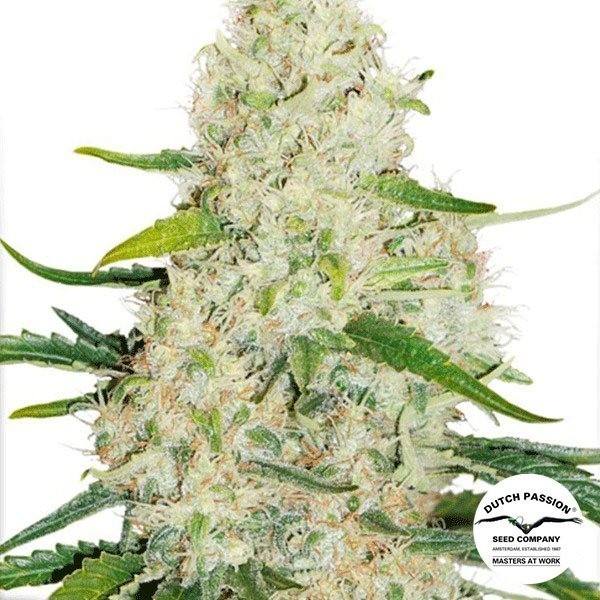 View Planta de maconha