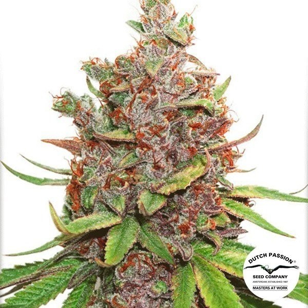 View Planta de maconha