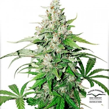 Planta de maconha