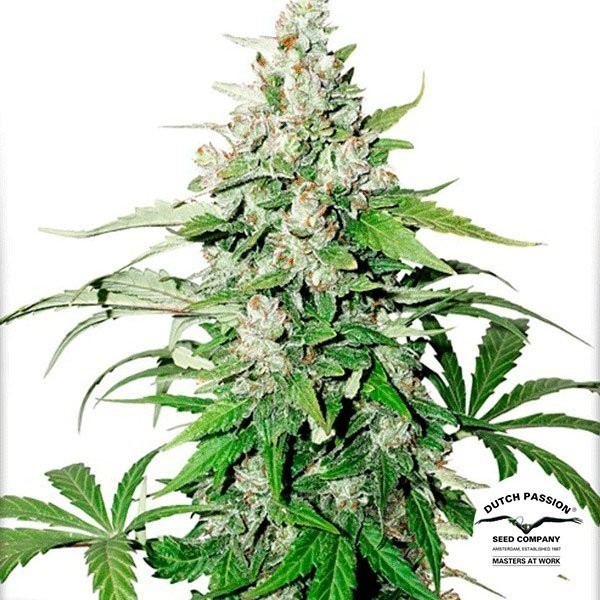 View Planta de maconha