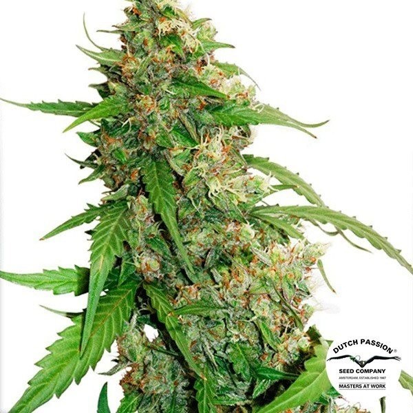 View Planta de maconha
