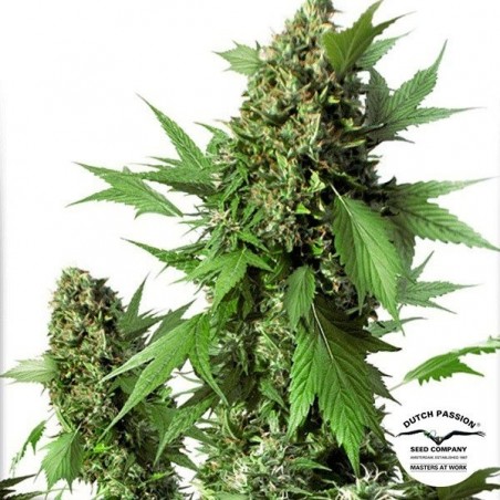 Planta de maconha