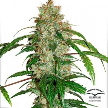 Planta de maconha