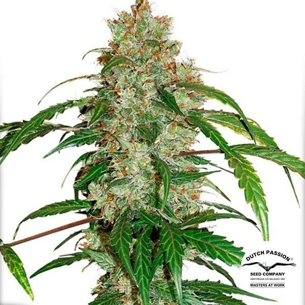 Planta de maconha
