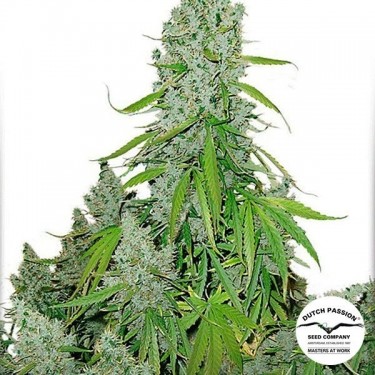 View Planta de maconha