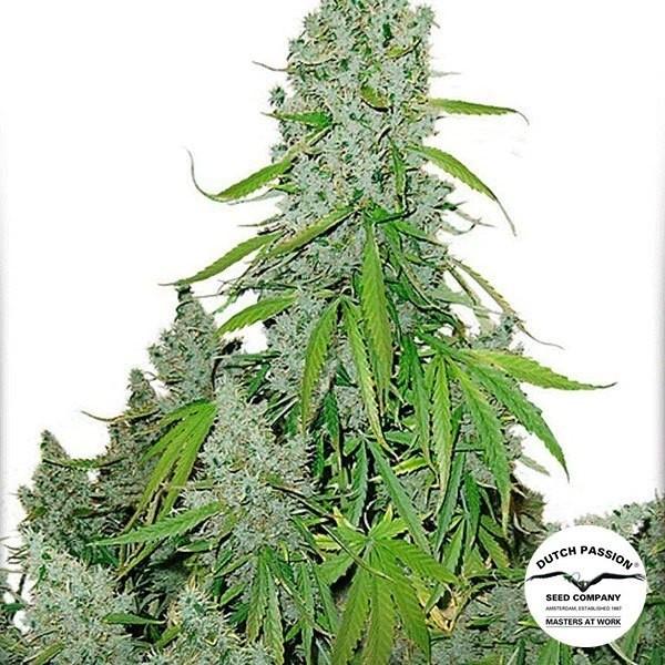 View Planta de maconha