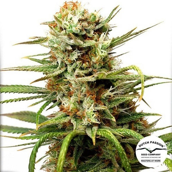 View Planta de maconha