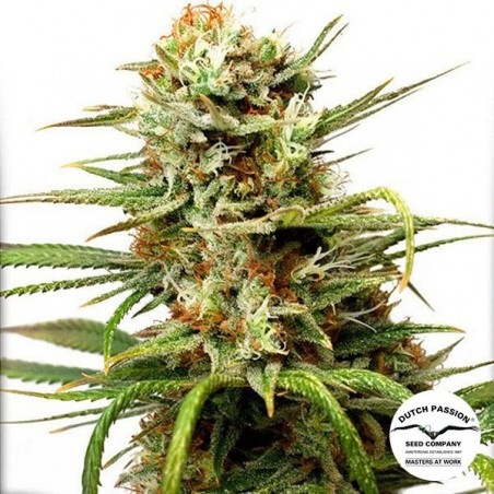 Planta de maconha