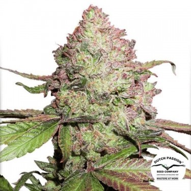 Planta de maconha