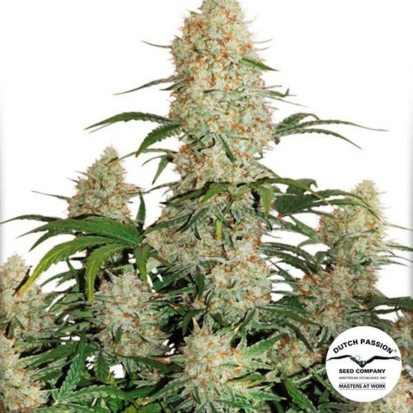 View Planta de maconha