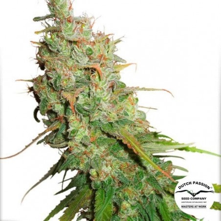 Planta de maconha