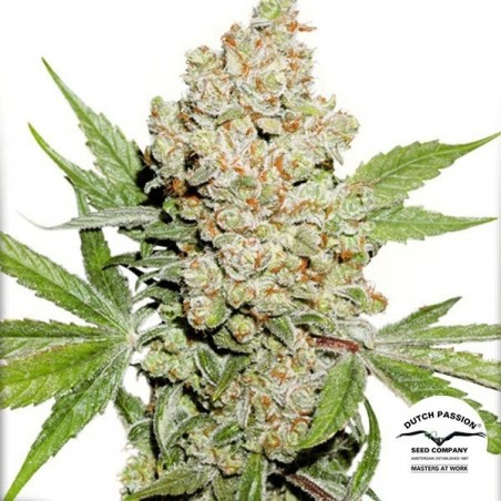 Planta de maconha