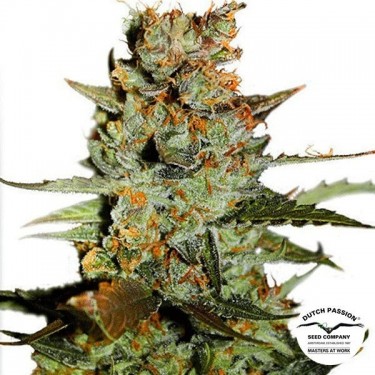 View Planta de maconha