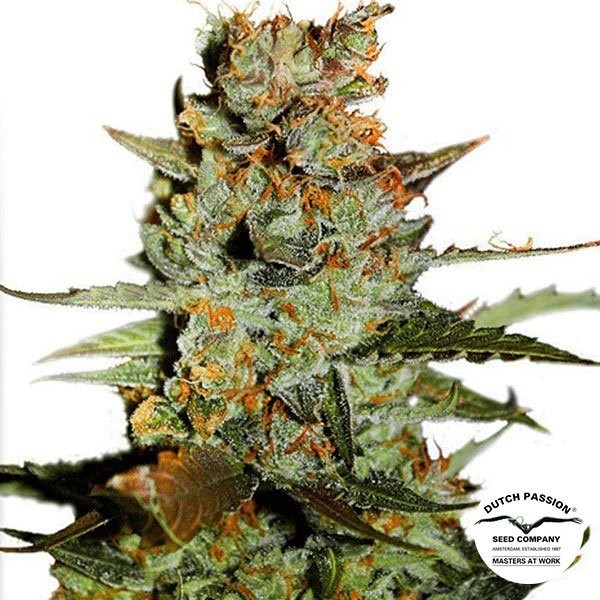 View Planta de maconha