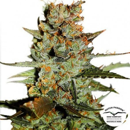 Planta de maconha
