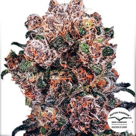 Planta de maconha