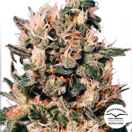 Planta de maconha