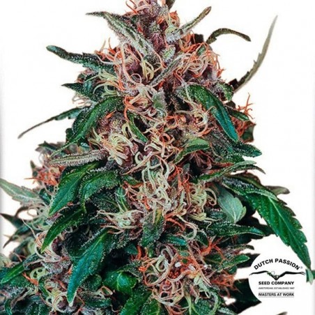 Planta de maconha