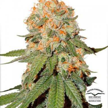 Planta de maconha