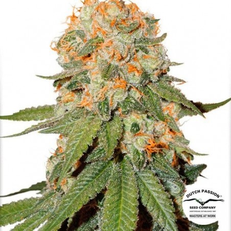 Planta de maconha