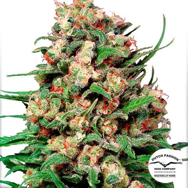 View Planta de maconha