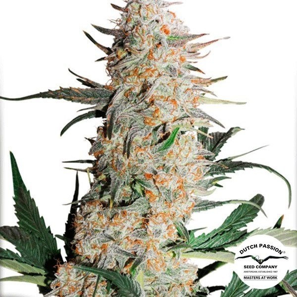 View Planta de maconha