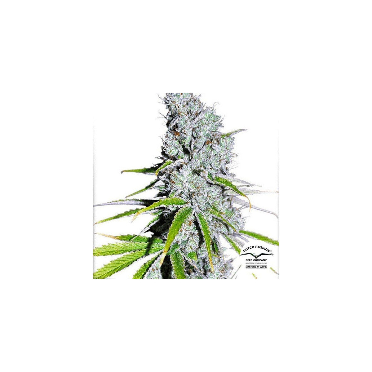 CBD Skunk Haze de Dutch Passion Feminized - GB The Green Brand